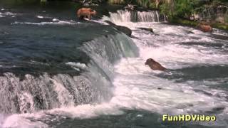 HD: Salmon Jumping and Grizzly Bears Fishing