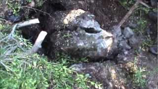 ΚΥΝΗΓΙ ΛΑΓΟΥ (16).... λαγός σε τρύπα!!!!!!(HARE HUNTING)