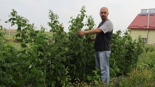 Подвязка ремонтантной малины - мой опыт