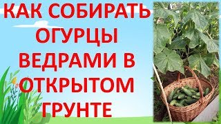ЧТО ДЕЛАТЬ ЕСЛИ НЕ РАСТУТ ? ОГУРЦЫ В ОТКРЫТОМ ГРУНТЕ. Как выращивать огурцы.