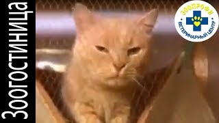 Красивые Кошки Ищут Владельцев