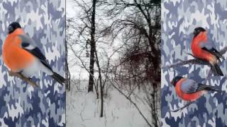 как поймать снегиря