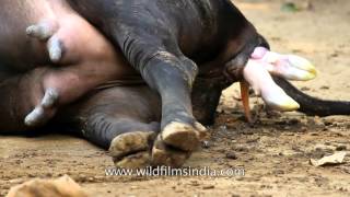 Calf is born before your eyes: Birds and bees story