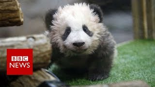 Mrs Macron meets angry baby panda - BBC News