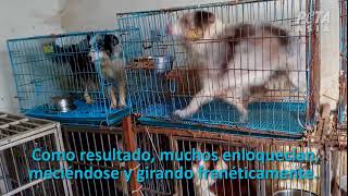 Impactante: Perros confinados en jaulas inmundas en fábricas de cachorros en China