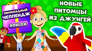 Adopt me РОБЛОКС ! Питомцы из ДЖУНГЛЕЙ ! Лимонадный челлендж  ? Кто выиграет ПРИЗ за 500$  ?