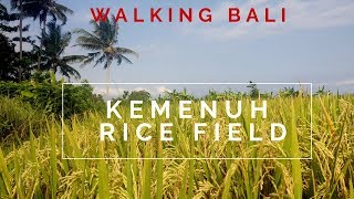 Walking Bali: Kemenuh Rice Fields