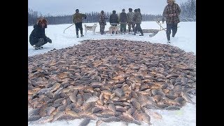 Рыбалка зимой. Лов карася неводом под льдом на диком озере.
