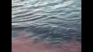 Море красной икры