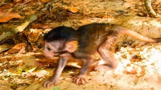 So Cute Baby Monkey Bri, After Raining Looking Cold and Wet, But Very Love Baby!