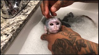 Baby monkey midnight routine!