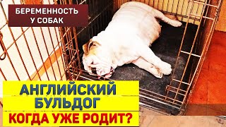 Английский Бульдог - беременность и  первые роды у собак. Начинаем рожать?