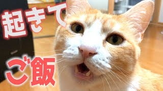 どうしてもご飯が欲しい猫の飼い主の起こし方が可愛すぎたwww