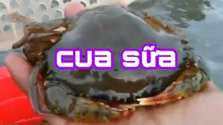 VỀ MiỆT THỨ KIÊN GiANG MÒ CUA BiỂN RẤT LÀ VUI [chuyện chưa kể]...