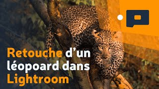 ?Retouche d'un léopard dans Lightroom - Kenya 2018 - 4/4
