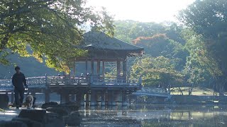 おはよーは雄叫び @奈良公園 浮見堂