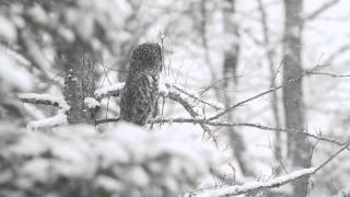 Shooting with Sparky—Great Gray Owl behavior