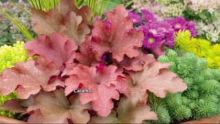 Roberta's 4-pc. Rugged & Eager Fancy Leafed Coral Bells on QVC