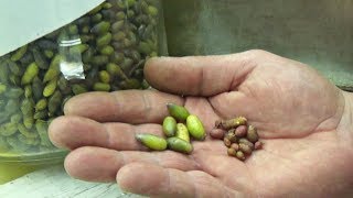 ПУТЕШЕСТВИЕ в лабораторию БЕЗВИРУСНЫЙ КАРТОФЕЛЬ как получают