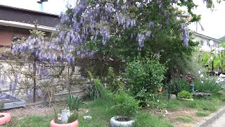 Частный сектор на улице Победы, возле кафе "Минутка" в Лазаревском. Lazarevskoe SOCHI RUSSIA