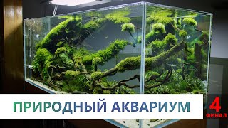 Аквариумные растения. 4 часть. Как высаживать растения. Виды акваскейпов. СО2 плюсы и минусы