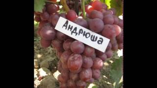 виноград — сорт Андрюша