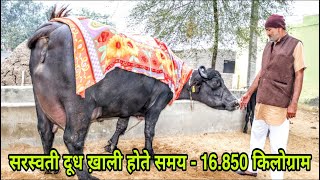 World Record Holder Murrah Buffalo-Saraswati,1st Milking, Shoot with Camera ?