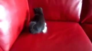 Котенок бегает по дивану Cat Юмор! Прикол! Смех