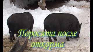 Вьетнамские поросята. Откорм закончен.