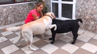 Арчи и Ханна. Вот и познакомились. So we met. Archie and Hannah.