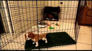 Long Term Confinement Area For Puppies By Urban Dog Training