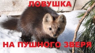 Самолов (живоловушка) на пушного зверя
