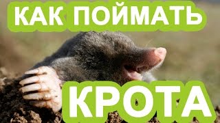 Как поймать крота. Эффективный метод избавиться от кротов