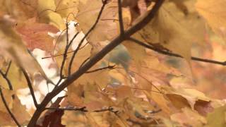 Sony F3 S-Log 8bit SxS Test