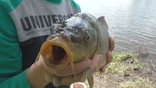 Рыбалка. Ловля  карпа и карася на поплавок .My fishing.