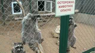 Банда Енотов