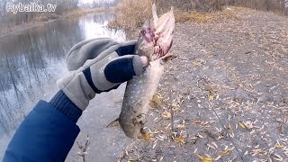 Щука на воблер Pontoon 21 CrackJack