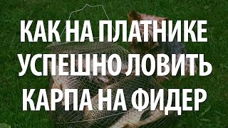 ЛОВЛЯ КАРПА НА ФИДЕР - ПЛАТНАЯ КАРПОВАЯ РЫБАЛКА