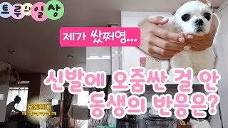 신발에 오줌 싼 걸 안 동생의 반응은?!