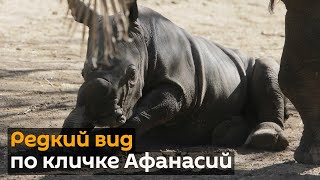 Белый, но не ворона: детеныш редкого носорога впервые родился в зоопарке Чили
