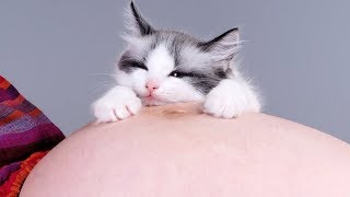 Cats Reaction to Pregnant Women - Cats Love and Protects Pregnant Women. Compilation