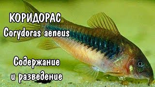 КОРИДОРАС. СОДЕРЖАНИЕ И РАЗВЕДЕНИЕ. Corydoras aeneus