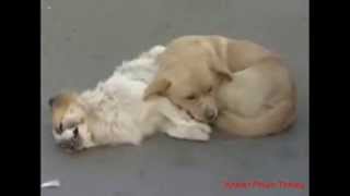 A loyal dog crying over his dead friend and stay with it - A loyal dog mourns his dead friend