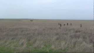 486. (21)  курцхаар -дратхаар - курцхаар Арко