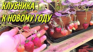 КЛУБНИКА К НОВОМУ ГОДУ!НА ПОДОКОННИКЕ/19 декабря.