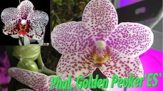 Phal.  Golden Peoker'ES' Домашнее цветение