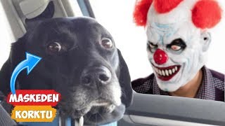 Maskeden Korkan Köpekler! | [2018 Derleme]  Eğlenceli Anlar
