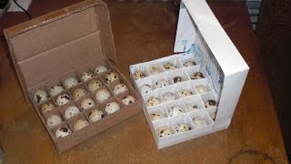 Упаковка для перепелиных яиц своими руками.