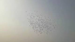 Agra Beautiful Pigeons 324 India/Indian- Ustad Akhtar Delhi-6