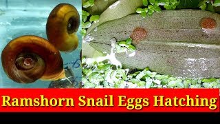 Ramshorn Snail Eggs Hatching